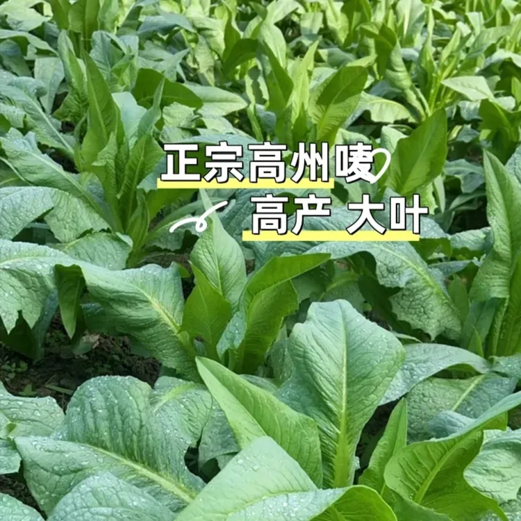 正宗高州甜麦菜种苗
