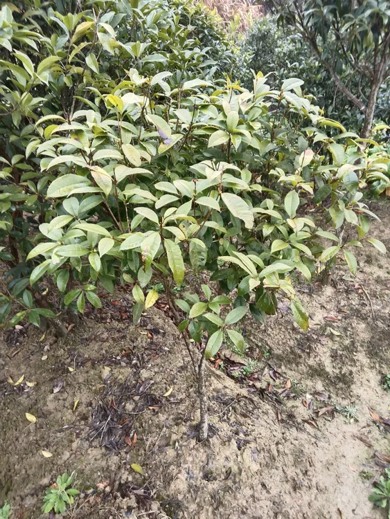 树苗小叶桢楠四季常青名贵绿植庭院苗木