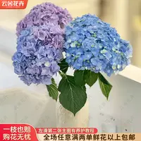 【云舍花卉】随机【绣球】 全场任意满两单及以上鲜花包邮发货