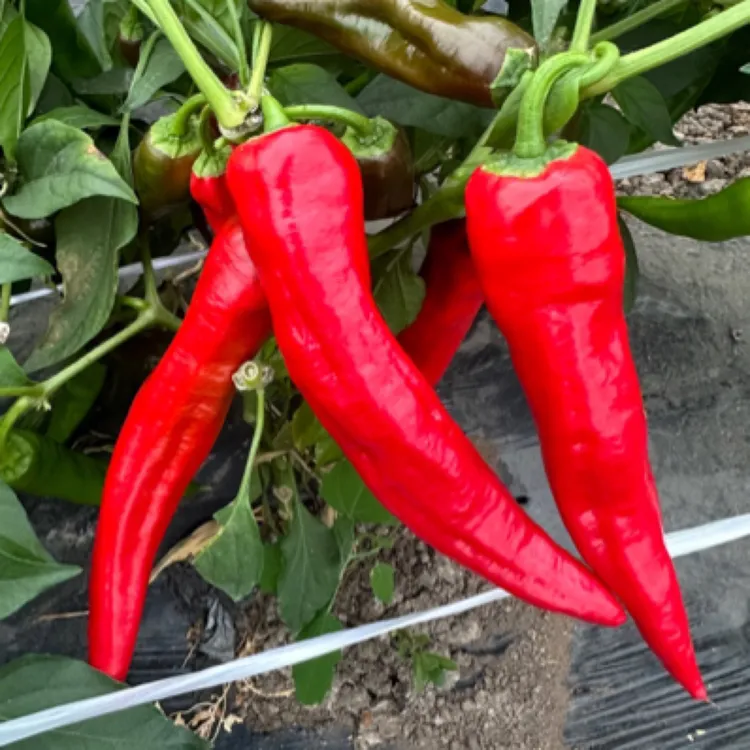本地农家新鲜现摘红色辣妹子红辣椒特辣辣薄皮可做辣椒酱青椒正宗