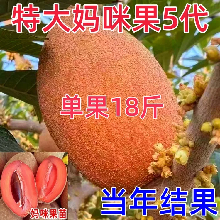 新品种马加纳妈咪果树苗盆栽地栽庭院阳台南北方四季种植果树苗