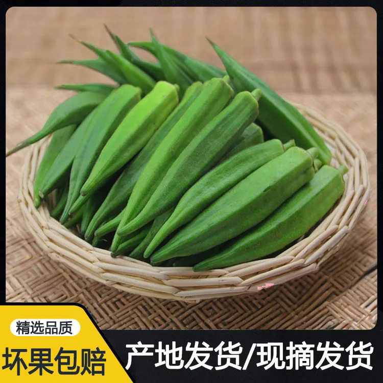 福建新鲜黄秋葵当季时令蔬菜秋葵产地现摘发货羊角豆口感鲜嫩 1斤