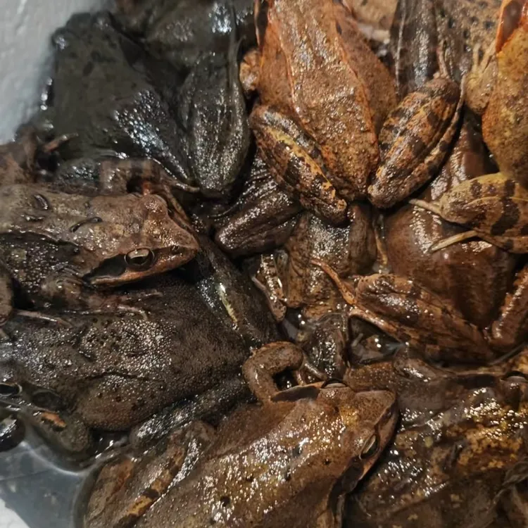 东北特产长白山延边美食鲜活母蛤包邮到家还送公蛤和东北大酱