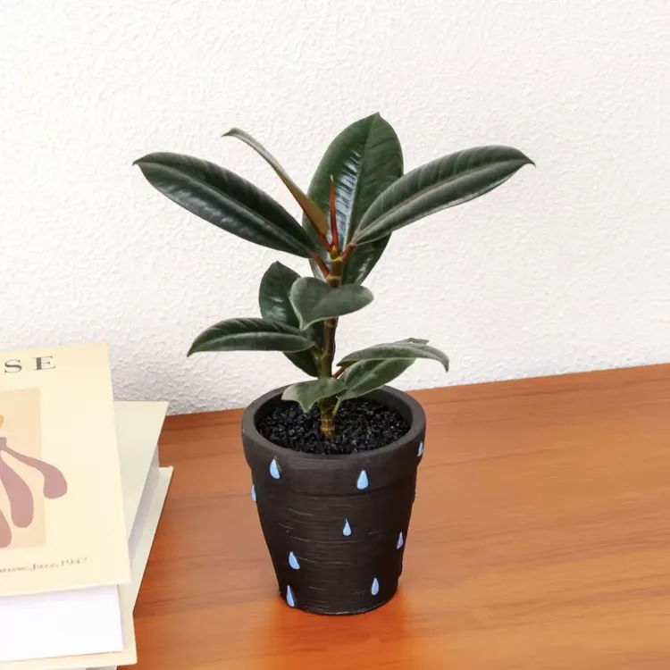 盆栽冬季耐寒好养绿植办公室桌面禅意盆景