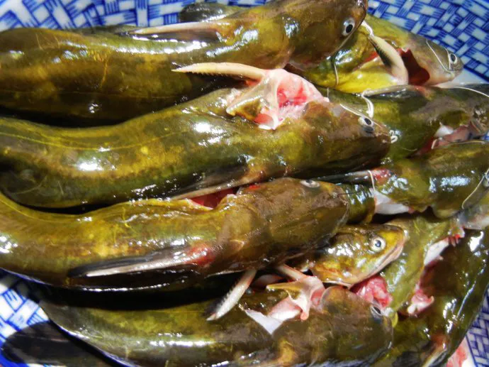 微山湖新鲜黄骨鱼黄辣丁淡水鱼现杀发货