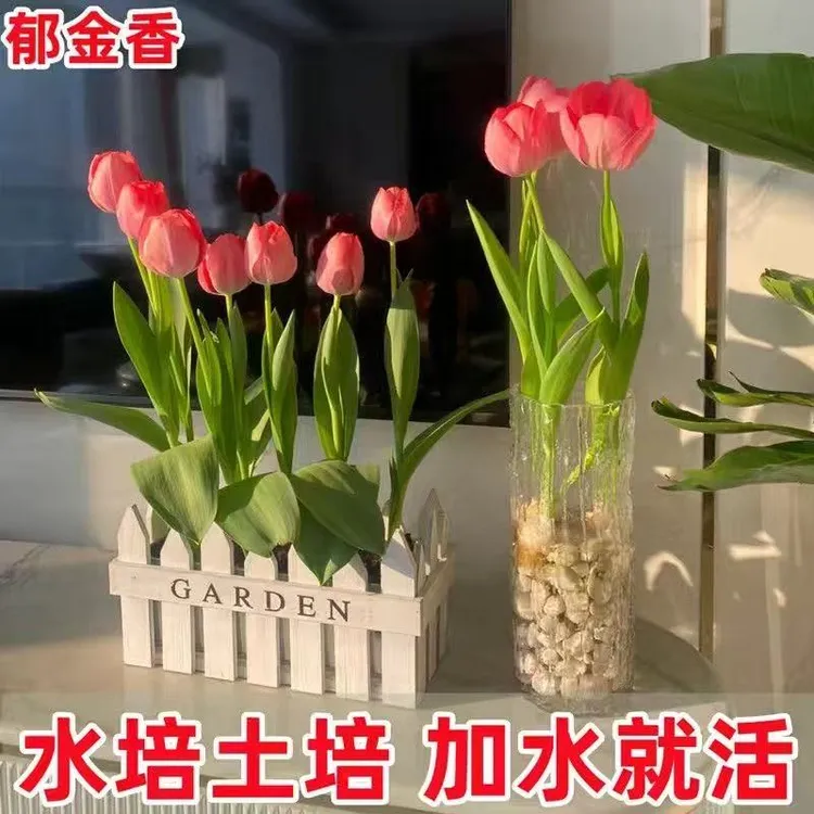 郁金香种球荷兰进口五度球水培土培盆栽种子室内外阳台多年生种植