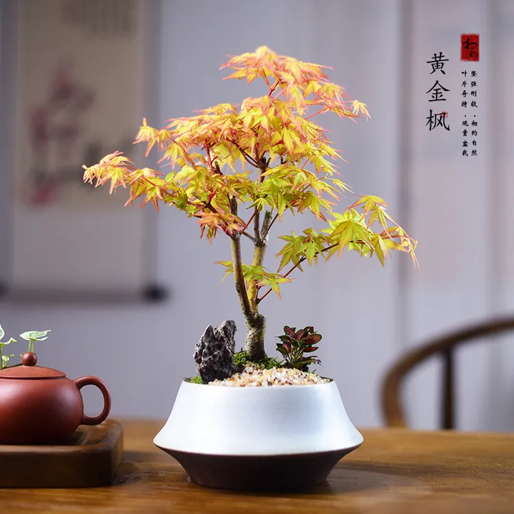 黄金枫盆景室内中式观赏盆栽办公客厅茶室桌面美观绿植物摆件送礼