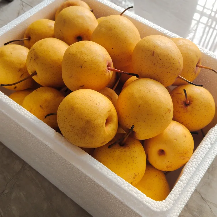 白梨   鞍山大白梨东北特产香甜多汁脆甜爽口新鲜应季水果