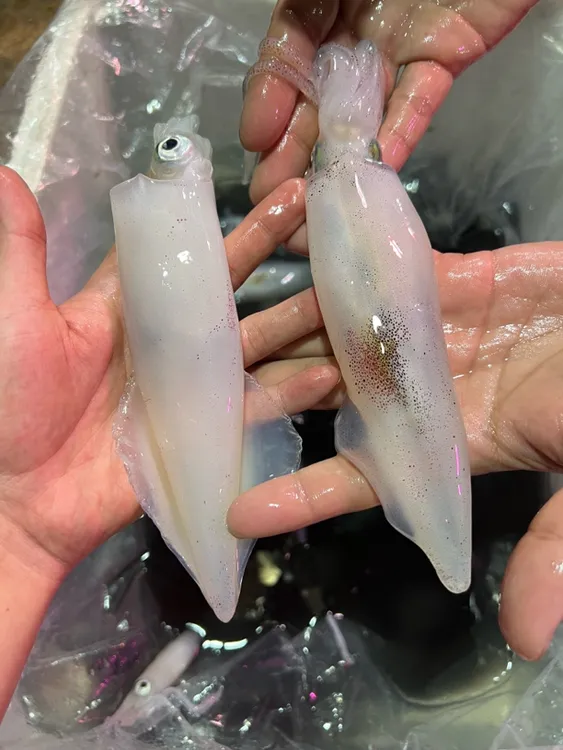 汕尾红海湾遮浪照灯鱿鱼鱿鱼无泥无沙笔筒鱿顺丰冷链发货