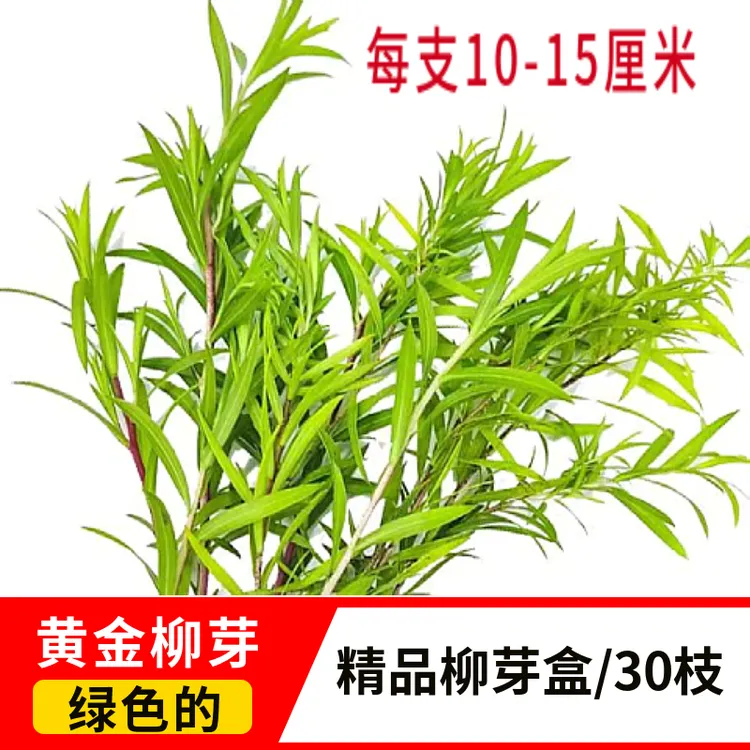新鲜黄金柳芽 柳叶 黄金香柳叶子摆盘装饰花草