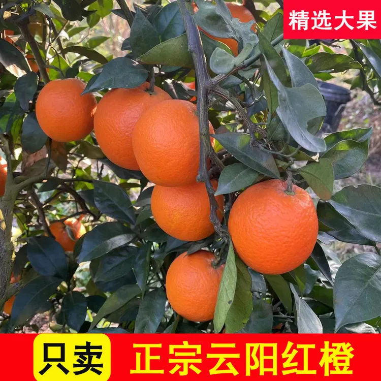 正宗云阳红橙纽荷尔脐橙10斤现摘现发新鲜橙子皮薄多汁甜蜜广柑子