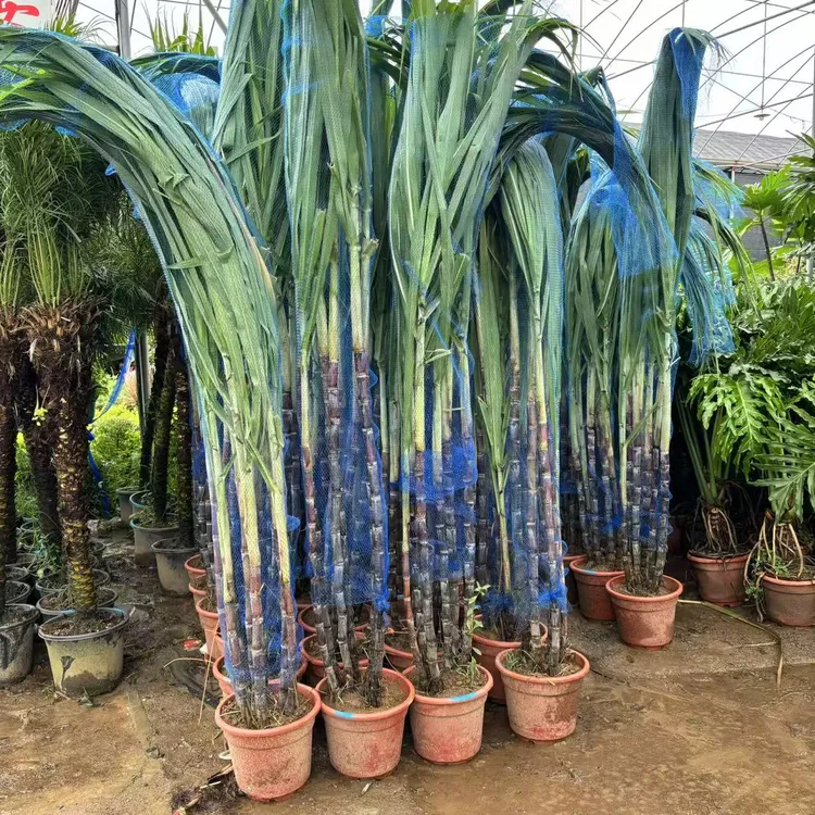 盆栽甘蔗容易种植带土带叶黑皮黄金甘蔗常绿室内客厅四季种植