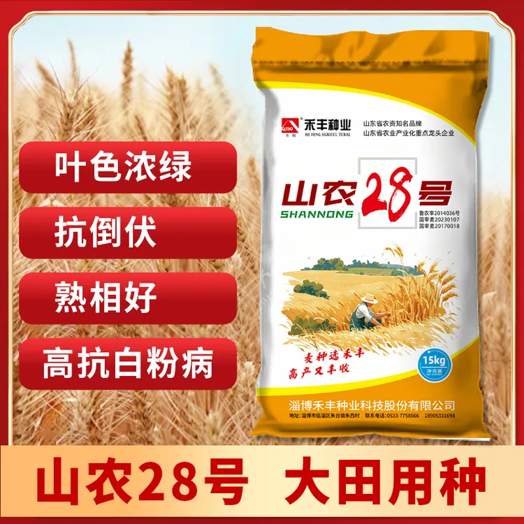 山农28号小麦种子