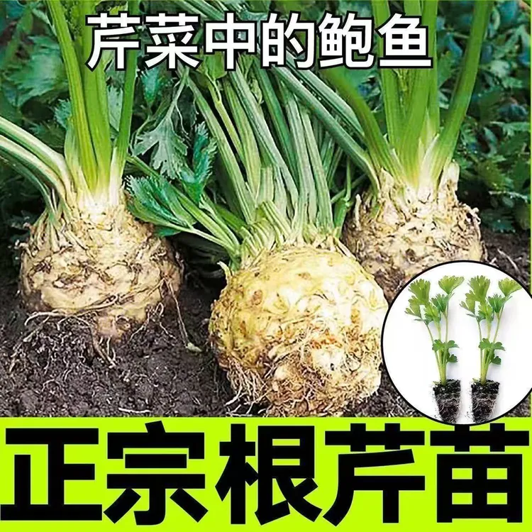 根芹菜苗正宗根芹叶大疙瘩多年生根芹苗秧苗西芹香芹四季种植