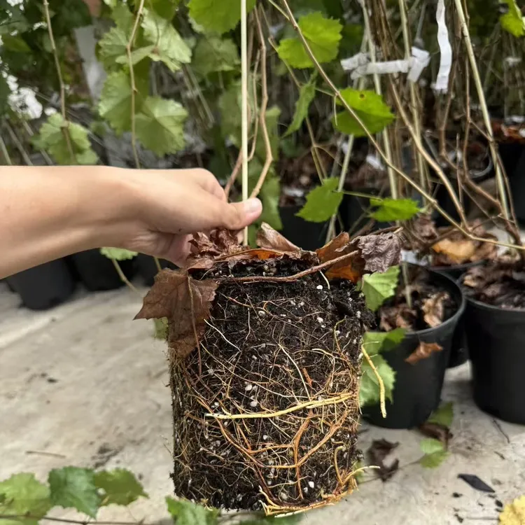 深南园艺美洲圆叶葡萄树苗 马斯卡丁葡萄苗 懒人种植葡萄果树苗
