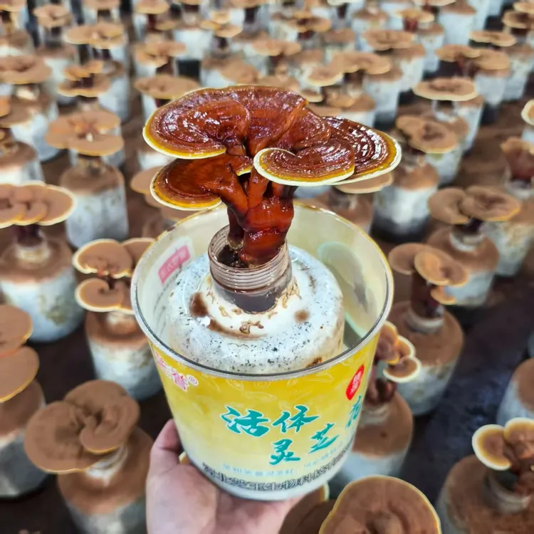 活体灵芝花带盆发货