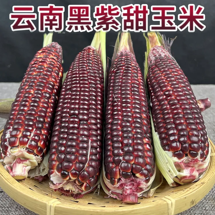 云南新鲜黑紫玉米新鲜现摘紫色水果玉米棒苞米甜玉米