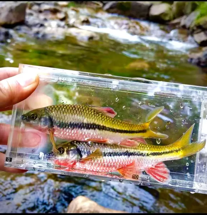 【可发顺丰中通】红腹溪石斑原生态观赏鱼溪流冷水鱼皮实耐养混养