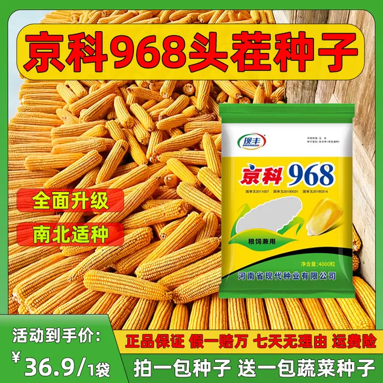 京科968国审正品矮杆大棒高产大马牙黄金粮粮食抗旱抗病虫云贵川