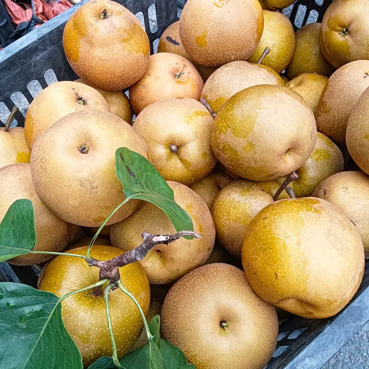 上犹县五指峰高山金秋梨，甜脆多汁，新鲜可口，现摘现发