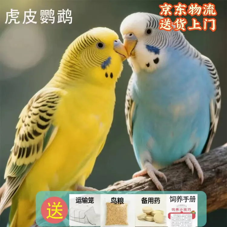 【京东送货上门】虎皮鹦鹉学说话陪伴萌宠云斑手养特色小头鹦鹉活体