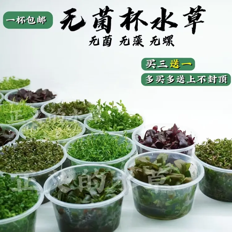 鱼缸水草植物造景无菌杯前景中后景懒人水溶植物阴性水草新手推荐