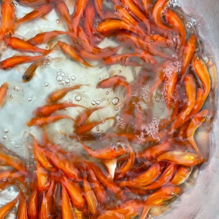 红鲤鱼冷水观赏鱼耐活好养自来水可养的淡水鱼