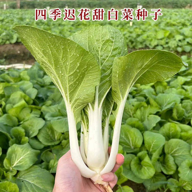 四季迟花奶油小白菜种子耐寒耐涝懒人庭院阳台盆栽大田蔬菜菜籽