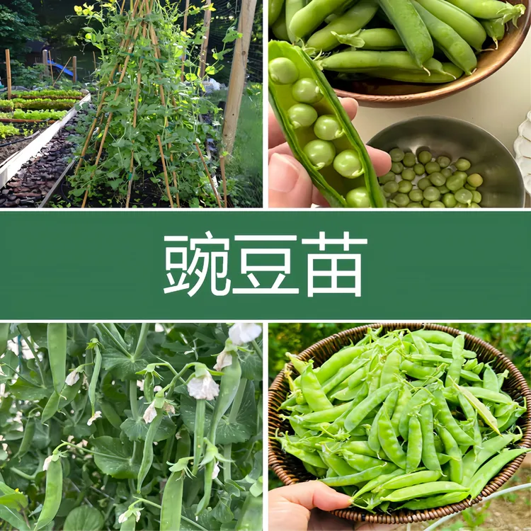 豌豆秧苗豆粒豆荚荷兰豆甜豆新鲜现摘饱满优质当季基地直发