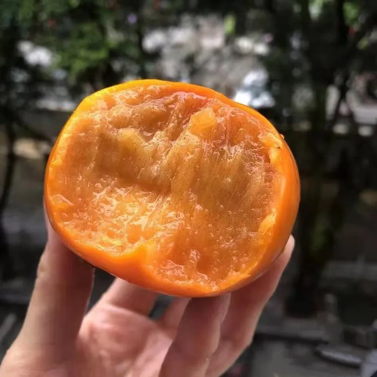 柿子苗树甜脆柿子日本太秋罗田柿子嫁接苗优良水果树苗南北方带土