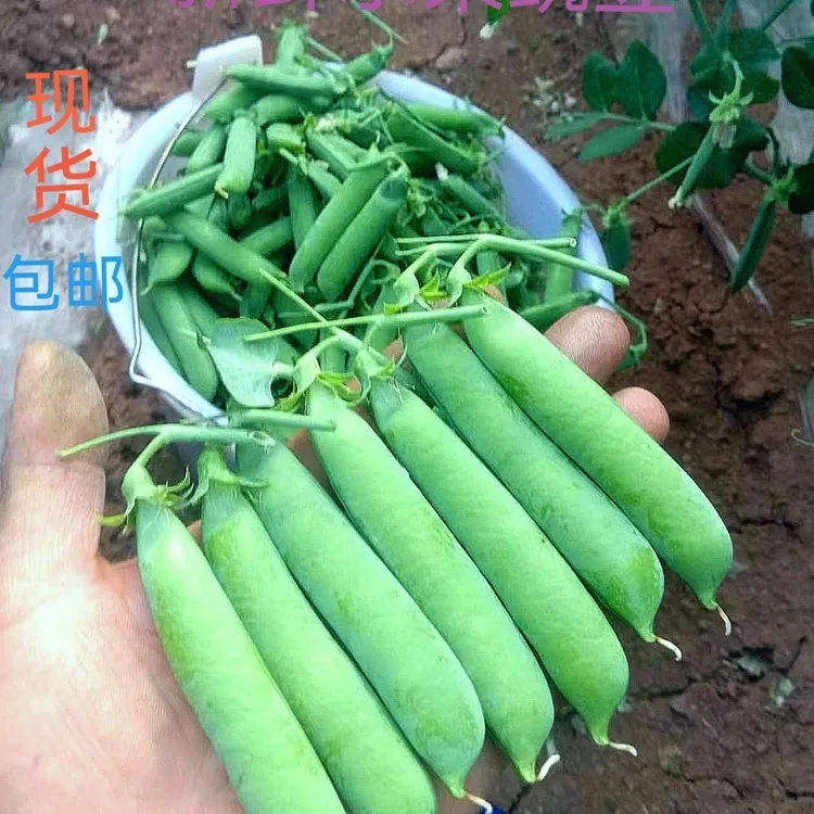 安徽新鲜豌豆带壳嫩豌豆现摘现发蔬菜脆豌豆