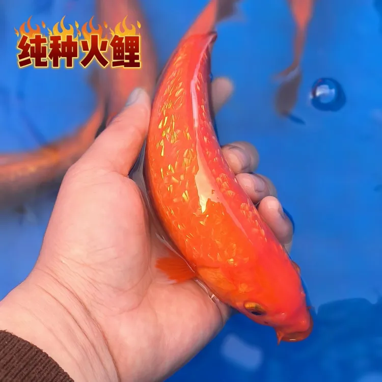 日系锦鲤冷水纯种长短尾火凤凰火麒麟观赏鱼苗好养观赏鱼火鲤