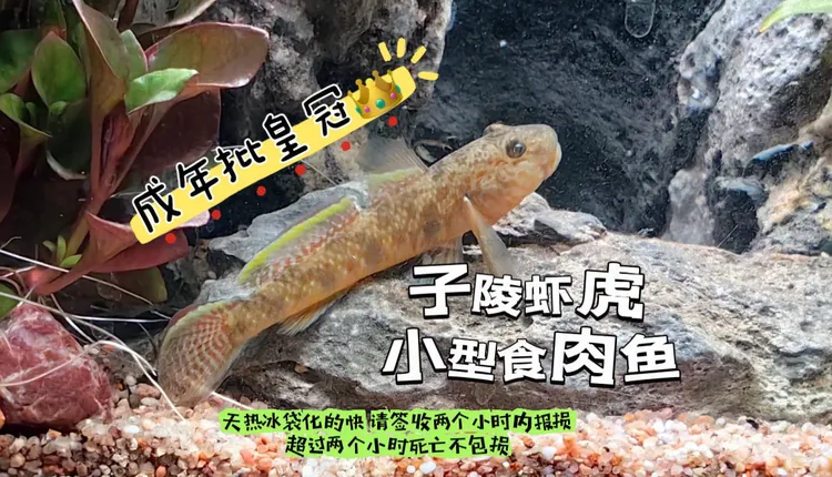 子陵虾虎发色虾虎披皇冠虾虎