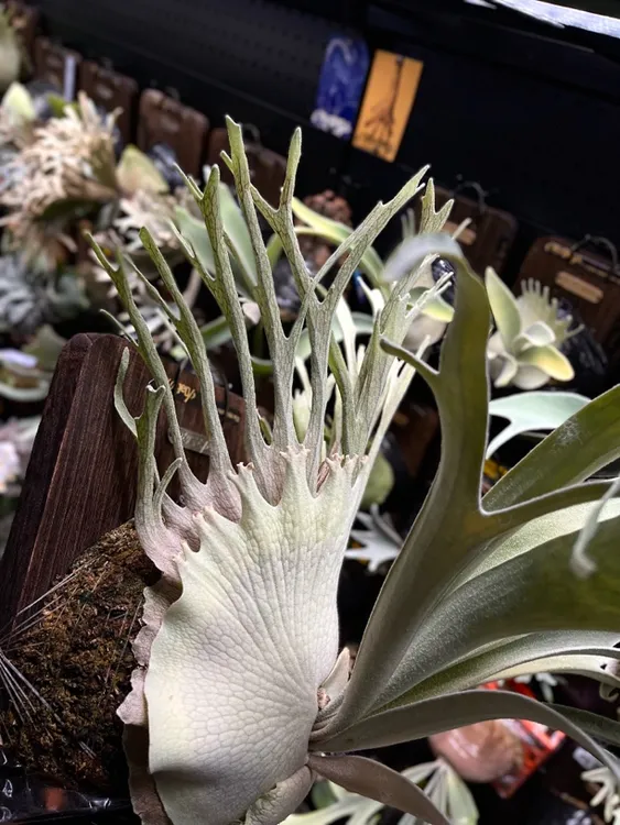 野银321/野银鹿角蕨/室内墙面装饰/创意绿植盆栽