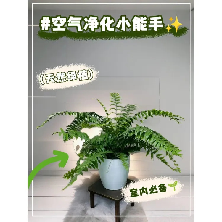 波斯顿蕨霸王蕨类植物垂吊好养活净化空气蕨类室内盆栽植物