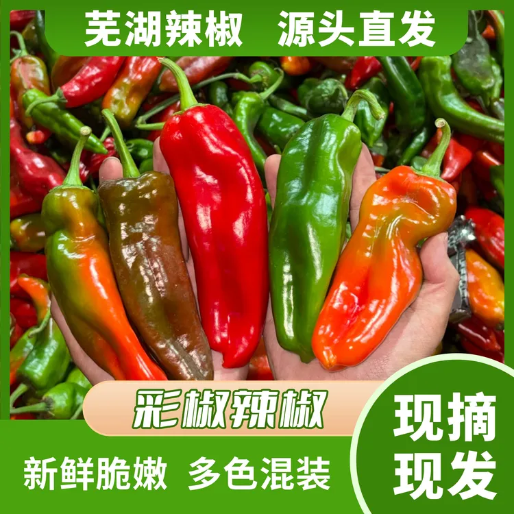 新鲜采摘农家自种皮薄肉厚可做辣椒酱多色混发