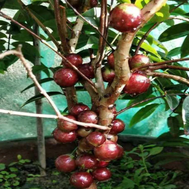 正宗四季红妃嘉宝果树苗树葡萄四季种植发货地栽盆栽庭院带土带叶