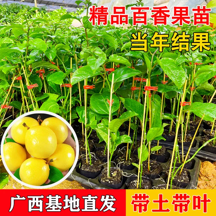 黄金百香果苗南方种植四季钦蜜当年结果九号果树阳台盆栽带土带叶