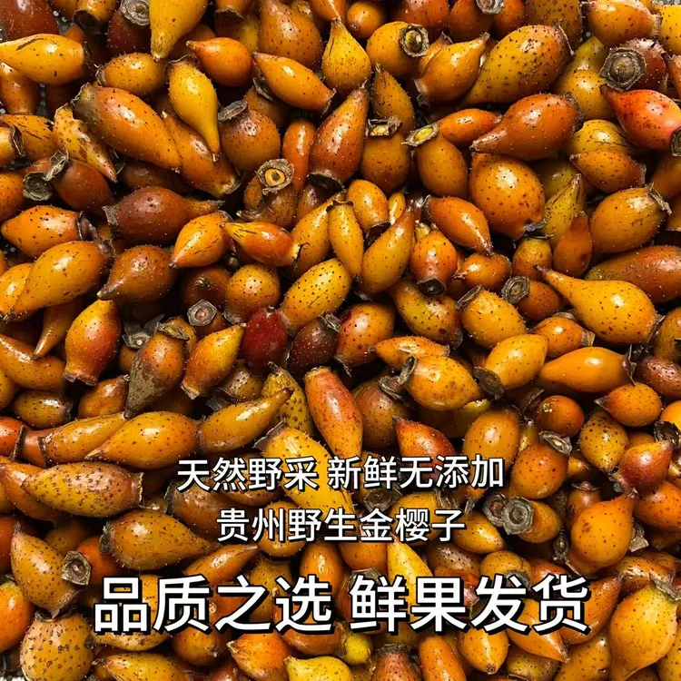 2025新鲜贵州野生金樱子鲜果深山采摘0添加泡酒泡茶煲汤益智仁