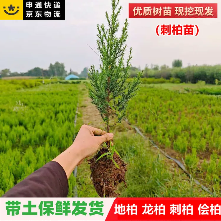 柏树树苗刺柏树苗扁柏嫁接侧柏圆柏松树宝塔松龙柏苗绿化四季种植