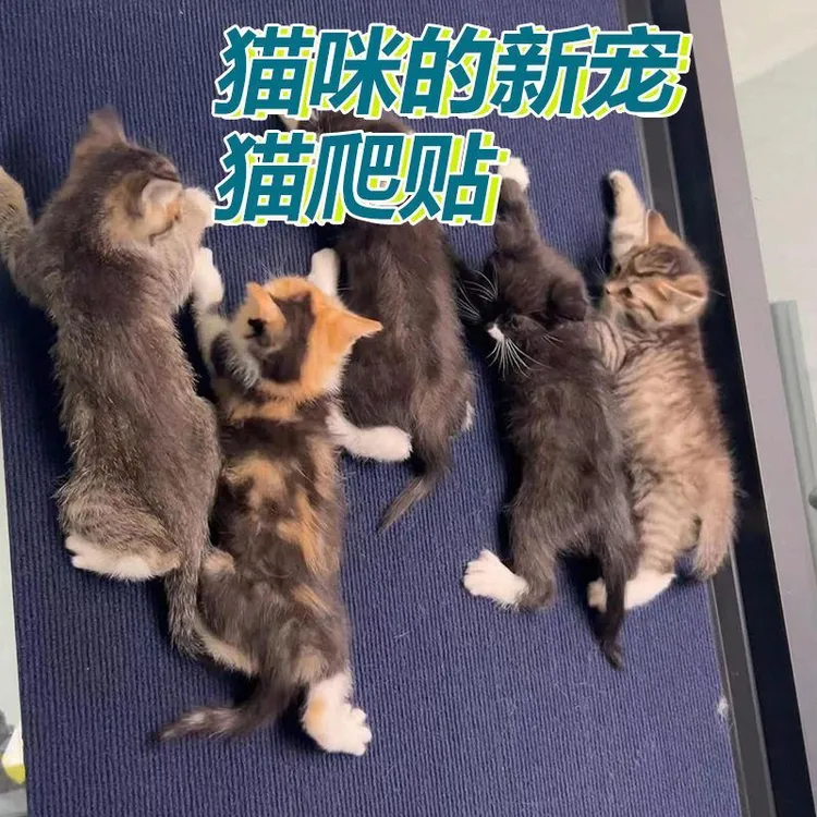 宠物贴墙猫咪垫不掉耐抓屑垫子粘抓批发垫爬保护沙发防猫猫用品