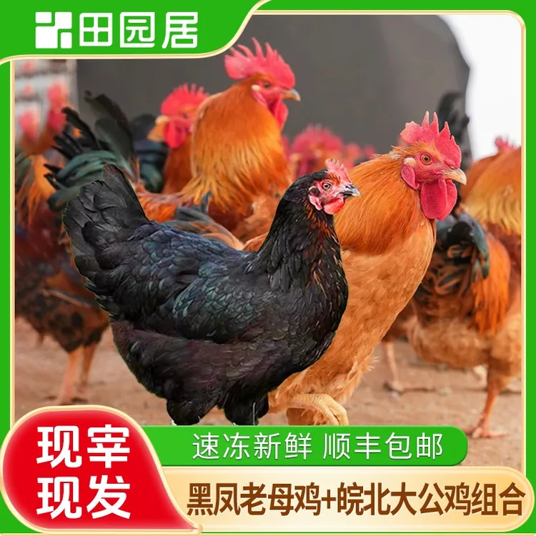 【田园居】田园公鸡 3.5斤+黑脚母鸡 2斤组合