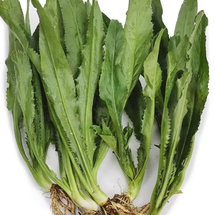广西大叶大香菜新鲜假芫茜元西芫西刺芫荽鱼生菜香柳紫苏