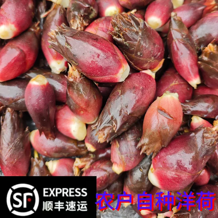 湖南湘西新鲜洋荷农户自种当季农产品现挖现发顺丰包邮