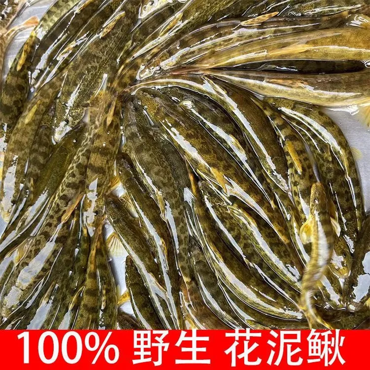 原生态冷水花泥鳅真空速冻顺丰包邮黑龙江大花泥鳅鱼