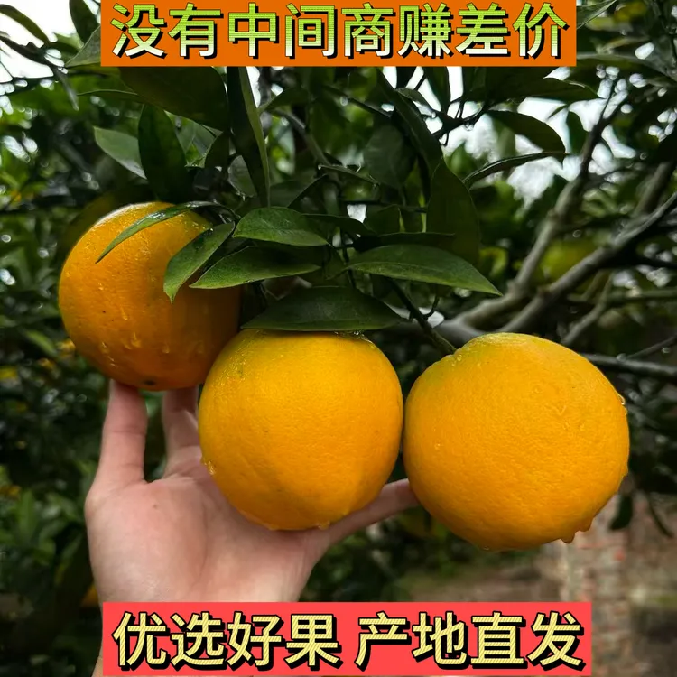 【普通款】长江首城无核橙脐橙新鲜应季香甜多汁皮薄肉嫩产地直发