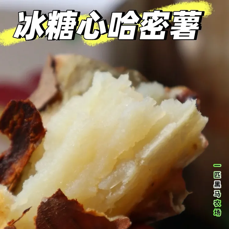 《一匹黑马农场》天津正宗白哈密蜜薯产地直发软糯香甜京东顺丰包邮