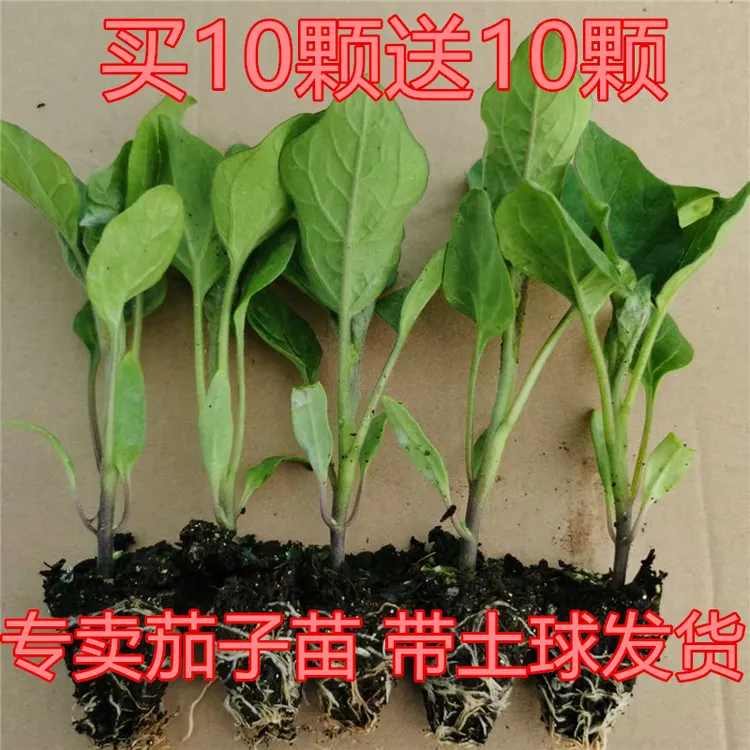 高产茄子秧苗紫长茄子苗黑长茄苗杭茄苗紫圆茄苗青茄苗阳台盆栽