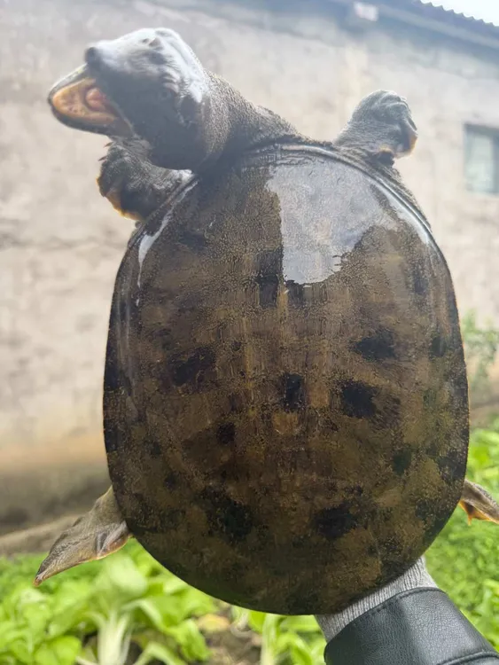 湖南汉寿甲鱼之乡生态甲鱼，顺丰包邮包活到家