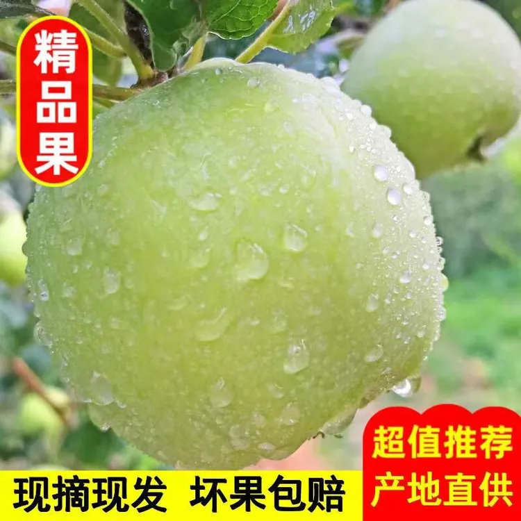 （京东顺丰）新疆阿克苏头茬青苹果瑞雪现采现摘新鲜苹果酥脆香甜